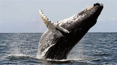 Whale Watching In Boston Travel Tips