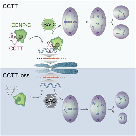 Lncrna Cctt Mediated Rna Dna And Rna Protein Interactions Facilitate