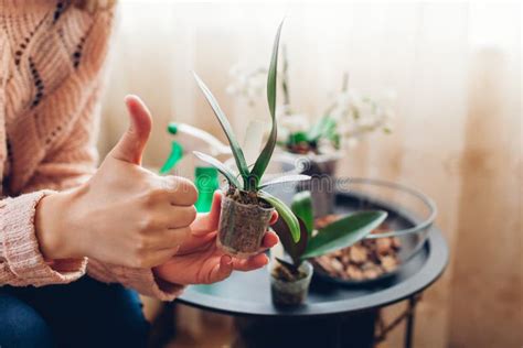 Woman Transplanting Young Orchids In Moss Into Pots Housewife Taking