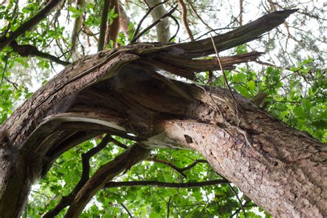 Free Images Tree Branch Wood Leaf Flower Trunk Log Jungle