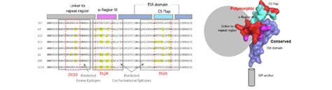 Sequence Alignment Domain Map And Structure Of The C Terminal Region