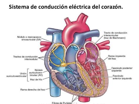 Sistema De Conducción Eléctrica Del Corazón Bases Eléctricas Del Ecg