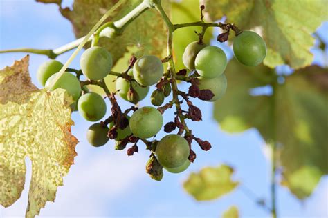 Peronospora Su Grappolo Come Prevenirla E Curarla Nei Vigneti