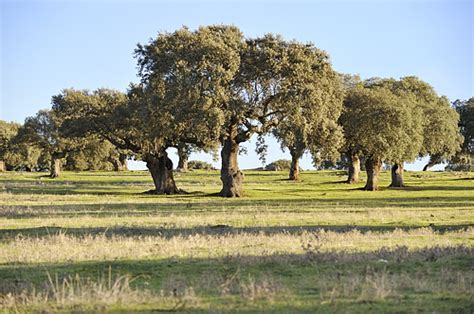 The different type of landscape in Extremadura Extremadura-spain.co.uk