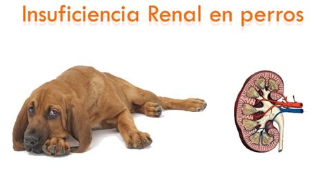 La Insuficiencia Renal En Perros