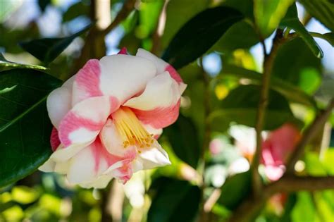 La Ruta de la Camelia o cómo descubrir lugares únicos de Rías Baixas