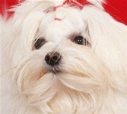 Maltese Size | Puppies and Dogs