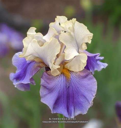 Photo Of The Bloom Of Tall Bearded Iris Iris Recurring Delight