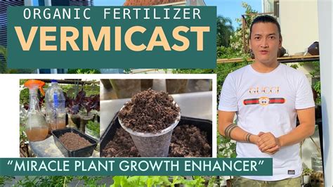 VERMICAST ORGANIC FERTILIZER Paano Gumawa Ng VERMICOMPOST TEA