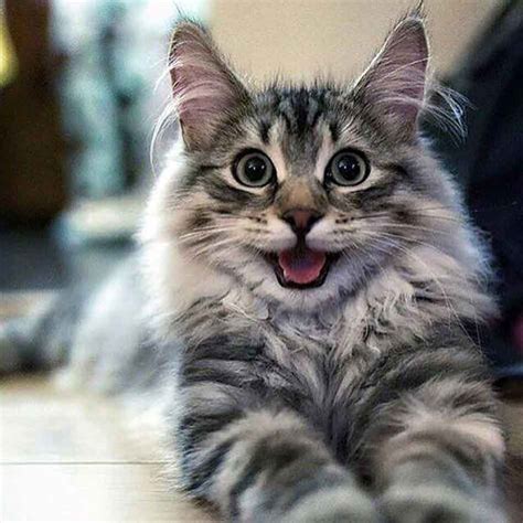 The Maine Coon Tabby Mix What You Need To Know Maine Coon Expert