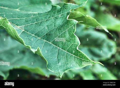 Green Maple Leaf Hi Res Stock Photography And Images Alamy