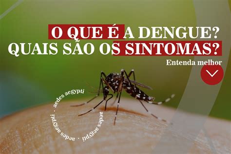 Quais Os Tipos De Dengue FDPLEARN