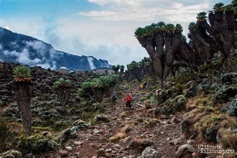 Lemosho Route | Ultimate Kilimanjaro