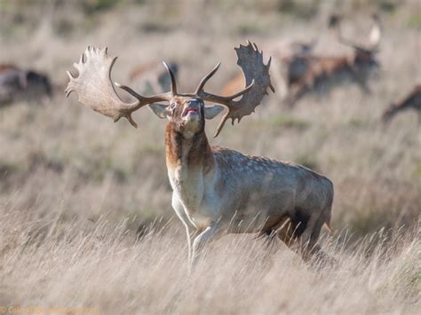 Postcards From Sussex Fallow Deer Rut