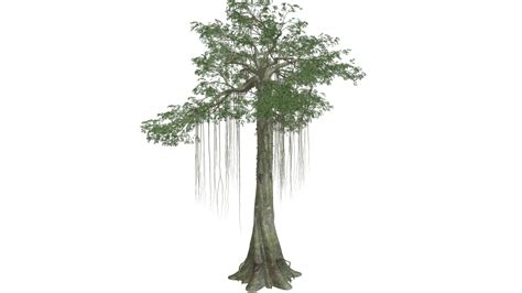 Kapok Tree 05 3d Model By Kmg 3d Kmg3d 037050f Sketchfab