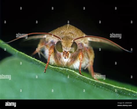 Cotton Bollworm Corn Earworm Or Old World Bollworm Helicoverpa Armigera Noctuid Moth Eyes