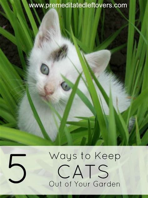 5 Ways To Keep Cats Out Of Your Garden