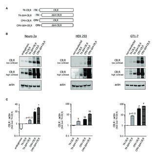 Effect Of Promoter And N Terminal Truncation On CB 1 R Expression