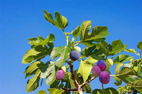 Oto O Rama De Higuera Ficus Carica Con Hojas Y Frutos Coloridos