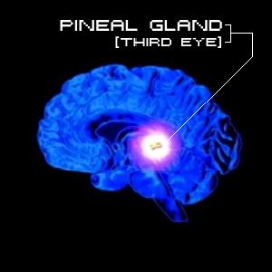 Pineal Gland Third Eye Art | Hot Sex Picture