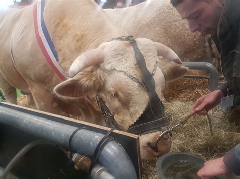 Krimokrimo On Twitter Ce Taureau Charolais S Appelle Poiret Une Tonne