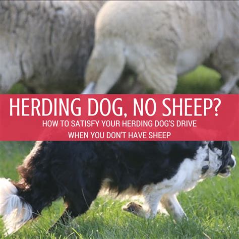 A Fun Game To Satisfy Your Herding Dogs Herding Instinct Dog