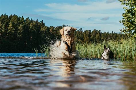 A qué edad dejan de crecer los perros Yo Animal