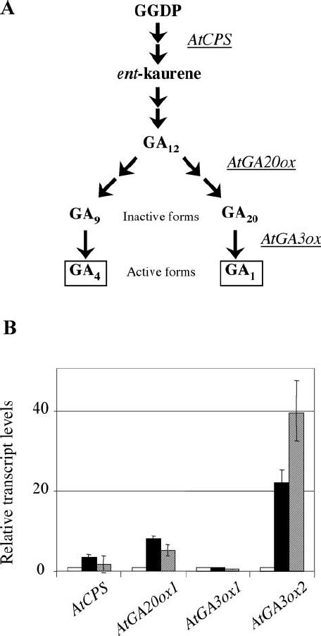 The Major Ga Biosynthesis Pathway In Arabidopsis And Expression Of Four