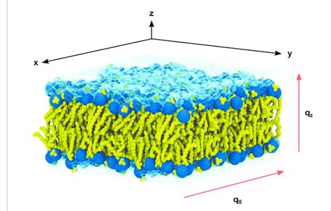 Molecular Dynamics Simulation Of A Phospholipid Model Membrane DMPC