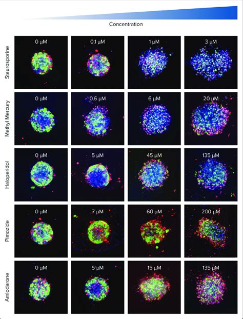 Representative Images Of Spheroids Seeded At Cells Well And