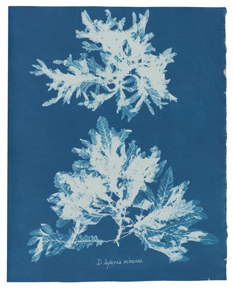 Anna Atkins The Queen Of Cyan Apollo Magazine