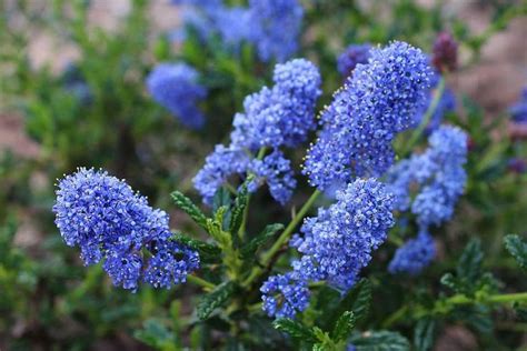 Ceanothus Concha California Lilac Shrubs Garden