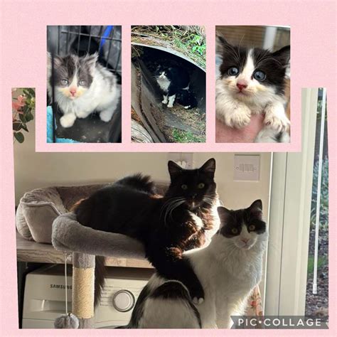 Lost cats statistics are rising during the summer months 36