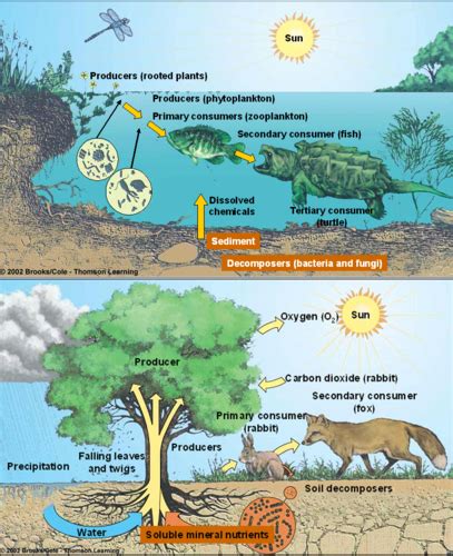 Ecosystems Week 1 With Pictures Flashcards Quizlet