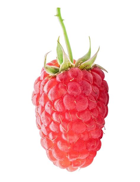 Fresh Raspberry Isolated On White Background Clipping Path Stock Photo