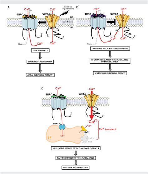 Figure From A Key Role Of Trpc Channels In The Regulation Of