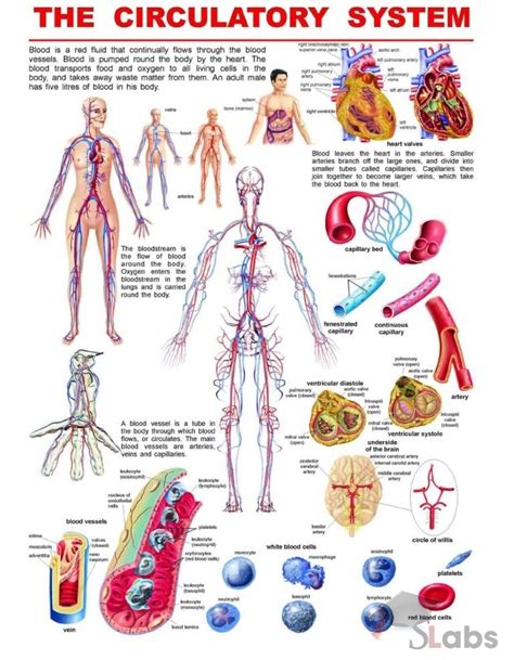 Printable Human Circulatory System Diagram