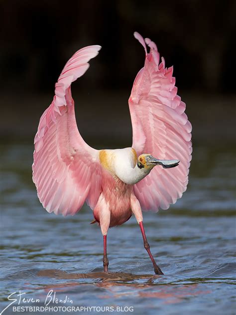 Last Minute February 10th-11th 2018 Florida Spoonbill photography tour ...