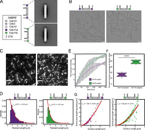 Figure 3 From A Gene Duplication Of A Septin Reveals A Developmentally