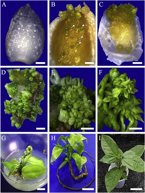 De Novo Shoot Organogenesis From Endosperm Culture Of Passiflora Edulis