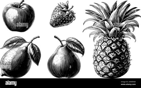 Hand Drawn Isolated Fruits Vector Set Of Vintage Botanical Sketch