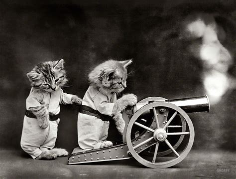 Shorpy Historic Picture Archive The Kittens Of War 1914 High