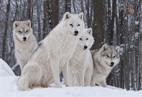 Arctic Wolf