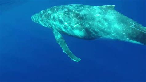 Niue Adventures Humpback Whale And Coral Nursery Youtube