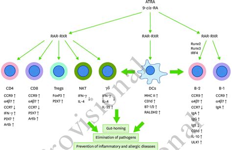 Regulation Of T Cells And B Cells By Ras T Cells And B Cells Express