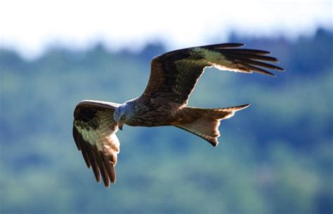 Eilmeldung EuGH stärkt den Vogelschutz Naturschutzinitiative e V