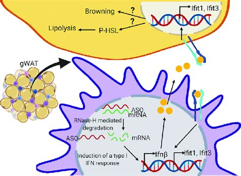 Summary Diagram T Aso And Mrna Target Form A Double Stranded