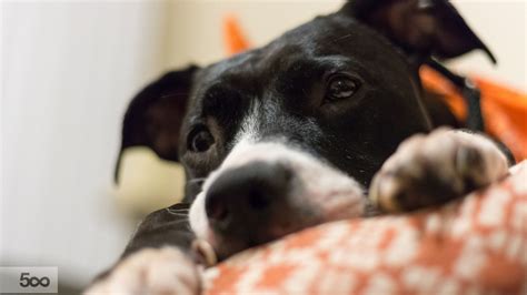 Does The Military Use Pit Bulls