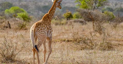 Girafa Do Madagascar Nome - Girafa · Foto profissional gratuita