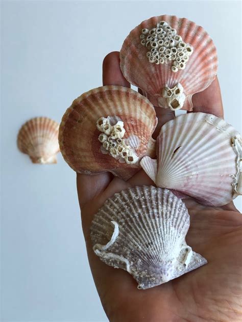 12 Pieces Beautiful Pink Purple Scallop Shells Perfect For Framing